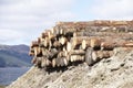 Chopped wood logs stack for fire place at home on forest woodlands green biomass energy Royalty Free Stock Photo