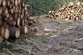 Chopped wood logs stack for fire place at home on forest woodlands green biomass energy Royalty Free Stock Photo