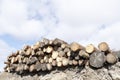 Chopped wood logs stack for fire place at home on forest woodlands green biomass energy Royalty Free Stock Photo