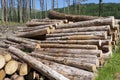 Chopped wood logs stacked in forest woodlands renewable green biomass energy summer sun Loch Lomond blue sky Royalty Free Stock Photo