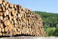 Chopped wood logs stacked in forest woodlands renewable green biomass energy summer sun Loch Lomond blue sky Royalty Free Stock Photo