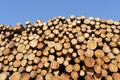 Chopped wood logs stacked in forest woodlands renewable green biomass energy summer sun Loch Lomond blue sky Royalty Free Stock Photo