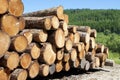 Chopped wood logs stacked in forest woodlands renewable green biomass energy summer sun Loch Lomond blue sky