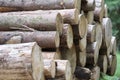 Chopped wood logs stacked in pile at forest Royalty Free Stock Photo