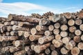 Chopped wood, woodpile, firewood - sawmill