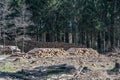 chopped Woodland dead forest pinetree plantation Germany replanted deciduous trees protected