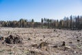 chopped Woodland dead forest pinetree plantation Germany replanted deciduous trees protected