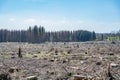 chopped Woodland dead forest pinetree plantation Germany replanted deciduous trees protected