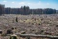 chopped Woodland dead forest pinetree plantation Germany replanted deciduous trees protected