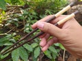 Chopstick Aren and coffee wood