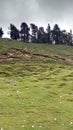 Chopta tungnath hills