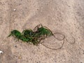 Chorda filum, brown algae, on Devon beach. Aka sea lace, on cornish beaches. Royalty Free Stock Photo