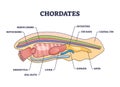 Chordates zoology with detailed inner anatomy structure outline diagram