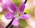Chorisia speciosa flower (silk floss tree) Royalty Free Stock Photo