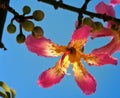 Chorisia speciosa, lower and fruits. Royalty Free Stock Photo