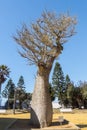 Chorisia Speciosa tree Genoves Park Cadiz, Andalusia, Spain Royalty Free Stock Photo