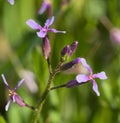 Chorispora tenella