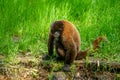 Chorongo Monkey, Amazonia, Ecuador