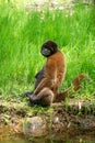 Chorongo Monkey, Amazonia, Ecuador