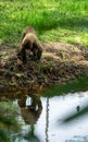 Chorongo Monkey, Amazonia, Ecuador