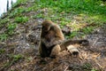 Chorongo Monkey, Amazonia, Ecuador