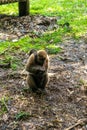 Chorongo Monkey, Amazonia, Ecuador