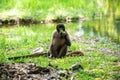 Chorongo Monkey, Amazonia, Ecuador