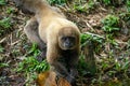 Chorongo Monkey, Amazonia, Ecuador