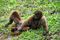 Chorongo Monkey, Amazonia, Ecuador