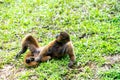 Chorongo Monkey, Amazonia, Ecuador