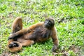 Chorongo Monkey, Amazonia, Ecuador