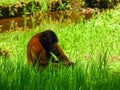 Chorongo Monkey, Amazonia, Ecuador