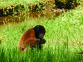 Chorongo Monkey, Amazonia, Ecuador