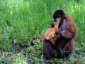 Chorongo Monkey, Amazonia, Ecuador Royalty Free Stock Photo
