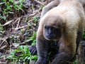 Chorongo Monkey, Amazonia, Ecuador