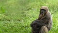 Chorongo monkey eating sitting in a green field. Common names: Woolly monkey, Chorongo monkey. Scientific name: Lagothrix