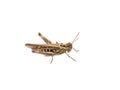 Chorthippus brunneus common field grasshopper isolated