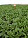 On the experimental field of sugar beet cropping