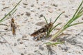 brown grasshopper in the sand