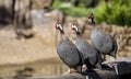 Chorus of Helmeted Guineafowls Royalty Free Stock Photo