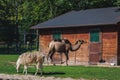 Wild Bactrian camels enclosure in zoo