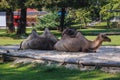 Wild Bactrian camels