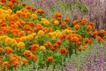 Chose up of bright and cheerful marigolds Royalty Free Stock Photo