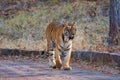Choti tara female tiger walking through Tadoba National Park