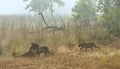 Choti Tara`s Cubs approching het at Tadoba Andhari Tiger Reserve,Maharashtra,India