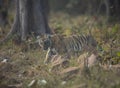 Choti Tara`s Young Cub at Tadoba Andhari Tiger Reserve,Chandrapur,Maharashtra,India