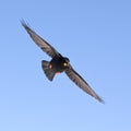 Chough Royalty Free Stock Photo