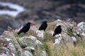Chough Birds Royalty Free Stock Photo