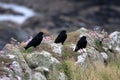 Chough Birds