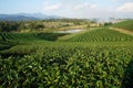 Choui Fong Tea Co Royalty Free Stock Photo